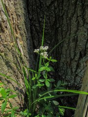 Asperula taurina