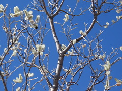 Bombus mckayi
