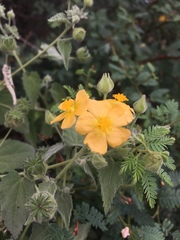 Pseudabutilon cinereum