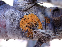 Xanthomendoza oregana