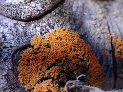Xanthomendoza oregana