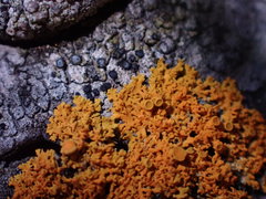 Xanthomendoza oregana