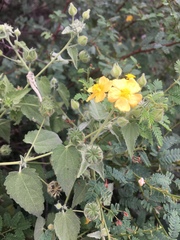 Pseudabutilon cinereum