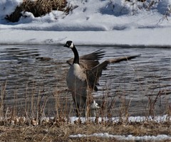 Branta canadensis