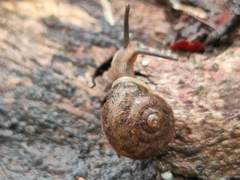 Austrochloritis wollemiensis