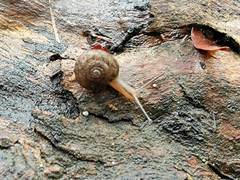 Austrochloritis wollemiensis