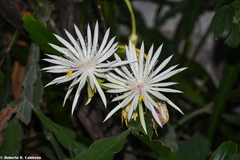 Epiphyllum hookeri
