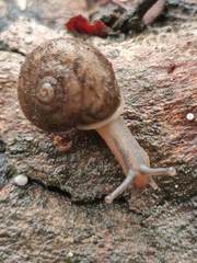 Austrochloritis wollemiensis