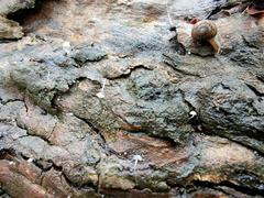 Austrochloritis wollemiensis