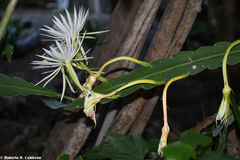 Epiphyllum hookeri