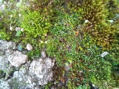 Aloina