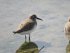 Calidris alpina