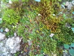 Aloina