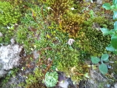 Aloina