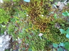 Aloina