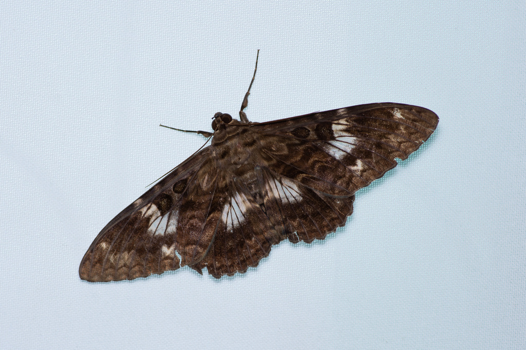 Letis specularis
