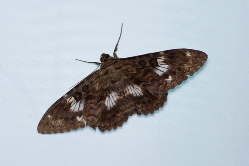 Letis specularis