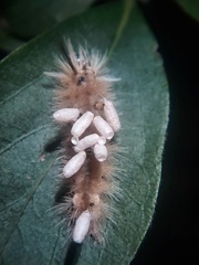 Microgastrinae