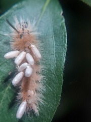 Microgastrinae