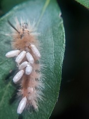 Microgastrinae