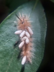 Microgastrinae