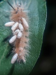 Microgastrinae