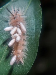 Microgastrinae