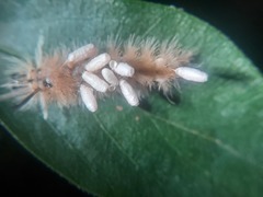 Microgastrinae