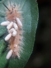 Microgastrinae