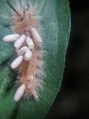 Microgastrinae