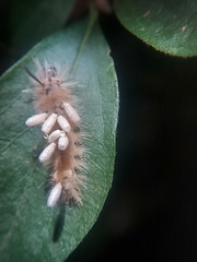 Microgastrinae