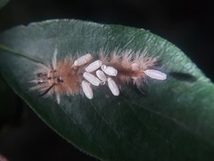 Microgastrinae