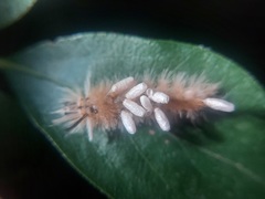 Microgastrinae