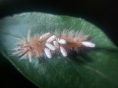 Microgastrinae