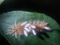 Microgastrinae