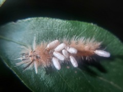 Microgastrinae