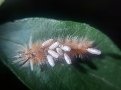 Microgastrinae