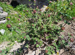 Scutellaria orientalis