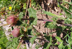 Scutellaria orientalis