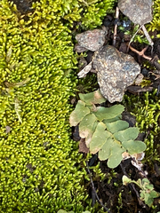 Asplenium platyneuron