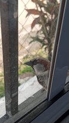 Passer domesticus