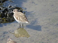 Calidris alpina