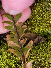 Asplenium platyneuron