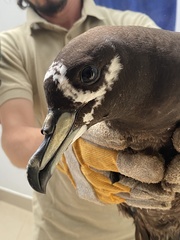 Spectacled Petrel photo 2