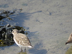 Calidris alpina