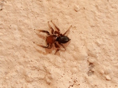 Habronattus forticulus