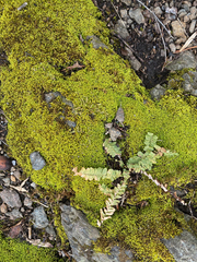 Asplenium platyneuron