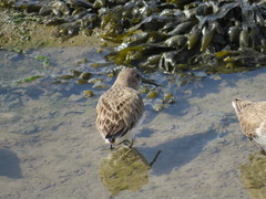 Calidris alpina