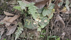 Gloxinia erinoides
