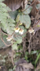 Gloxinia erinoides